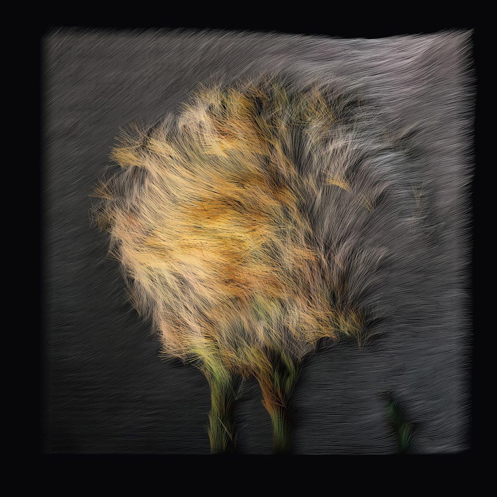 Dandelion (10), Learning Nature series AI artwork by David Young