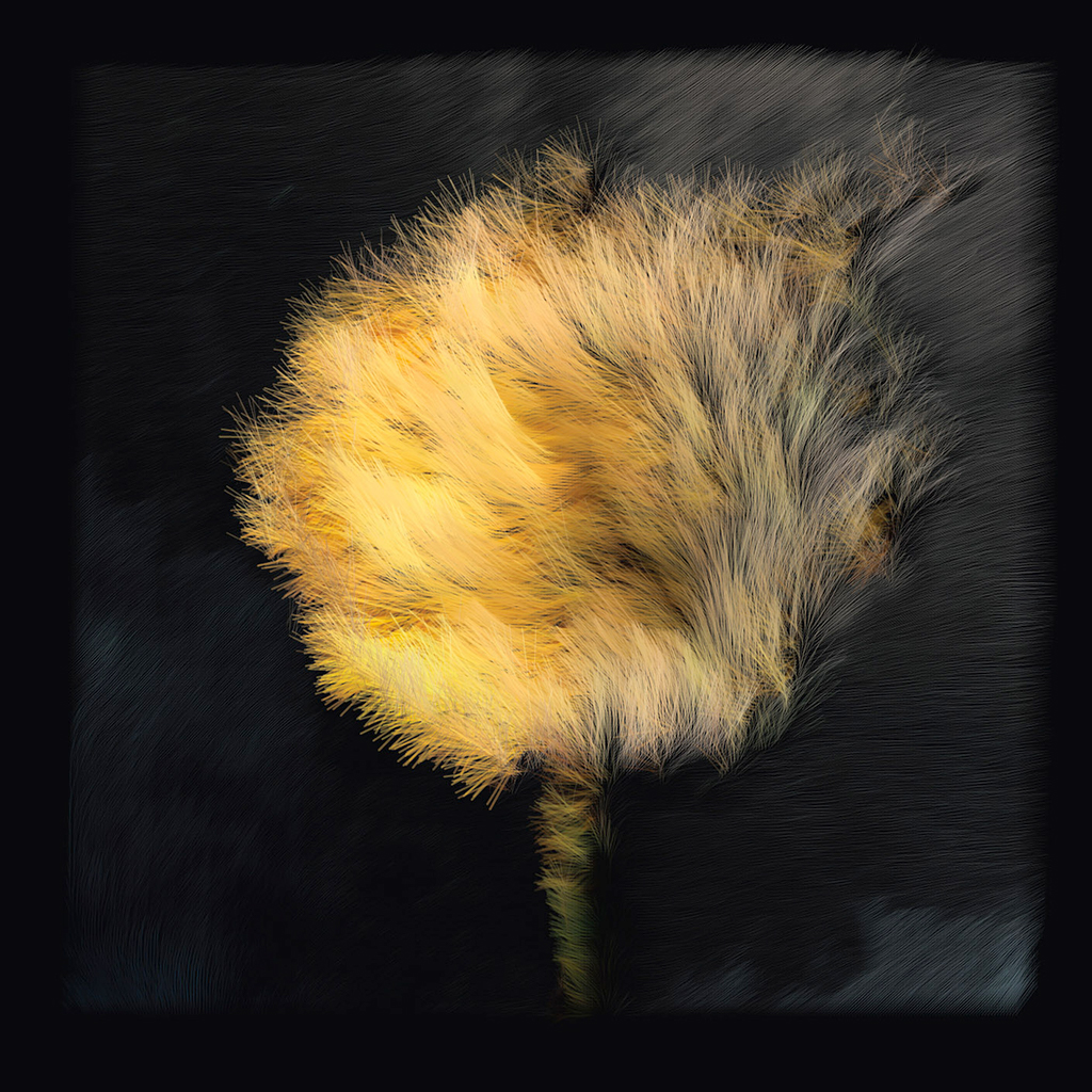 Dandelion (9), Learning Nature series AI artwork by David Young